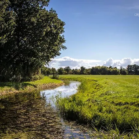 3 Haasjes In Landelijke Omgeving *