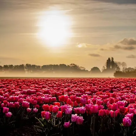 3 Haasjes In Landelijke Omgeving Wijdenes