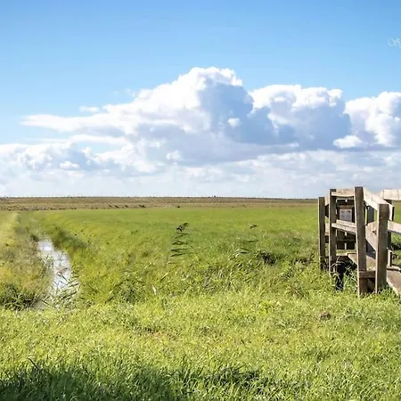 3 Haasjes In Landelijke Omgeving