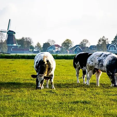 3 Haasjes In Landelijke Omgeving * Wijdenes