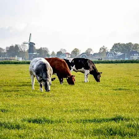 3 Haasjes In Landelijke Omgeving *
