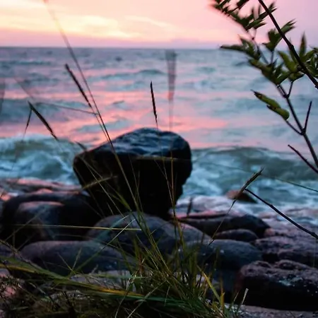 3 Haasjes In Landelijke Omgeving *